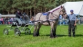 Lierop Fokpaardendag 2016 (119)